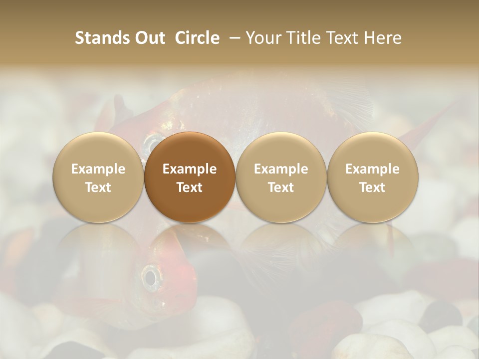 A Couple Of Gold Fish Sitting On Top Of A Pile Of Rocks PowerPoint Template