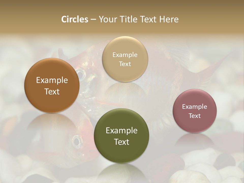 A Couple Of Gold Fish Sitting On Top Of A Pile Of Rocks PowerPoint Template