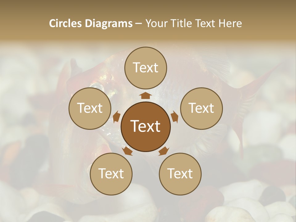 A Couple Of Gold Fish Sitting On Top Of A Pile Of Rocks PowerPoint Template