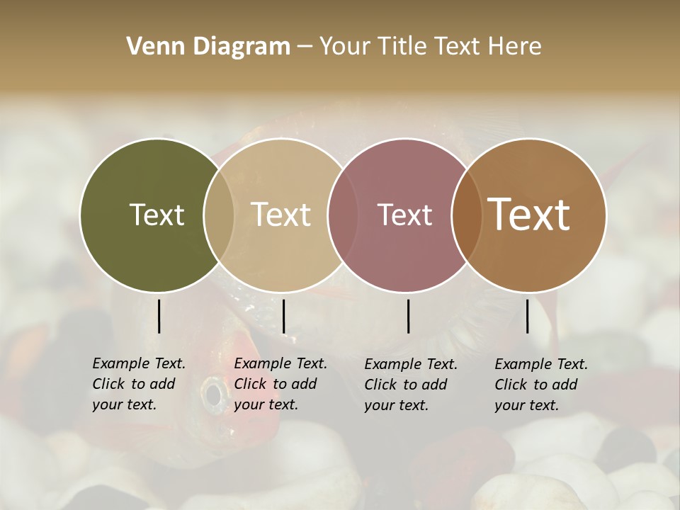 A Couple Of Gold Fish Sitting On Top Of A Pile Of Rocks PowerPoint Template