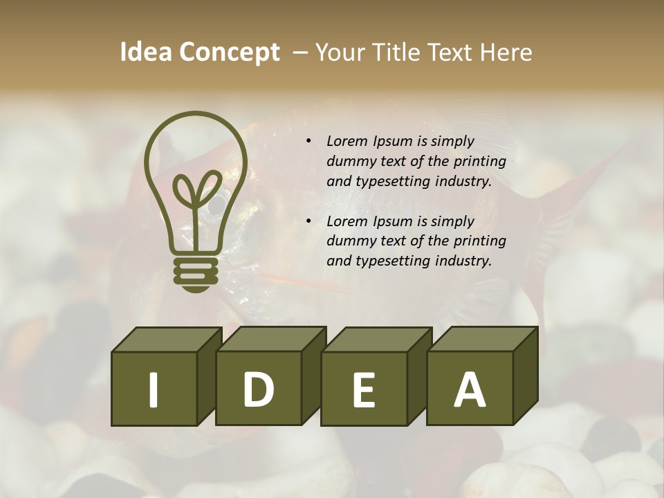 A Couple Of Gold Fish Sitting On Top Of A Pile Of Rocks PowerPoint Template