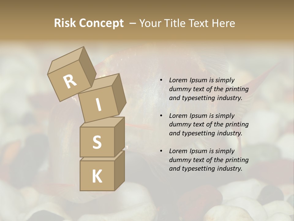 A Couple Of Gold Fish Sitting On Top Of A Pile Of Rocks PowerPoint Template