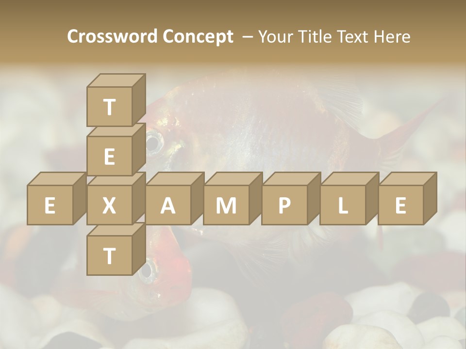 A Couple Of Gold Fish Sitting On Top Of A Pile Of Rocks PowerPoint Template