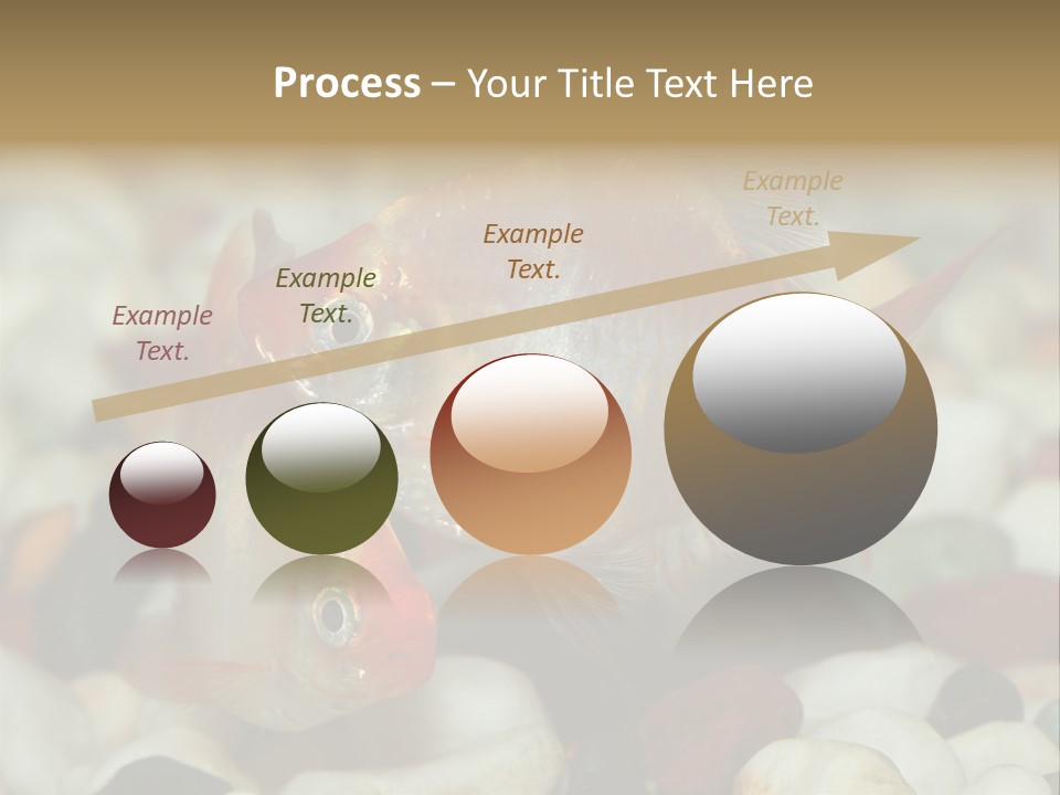 A Couple Of Gold Fish Sitting On Top Of A Pile Of Rocks PowerPoint Template