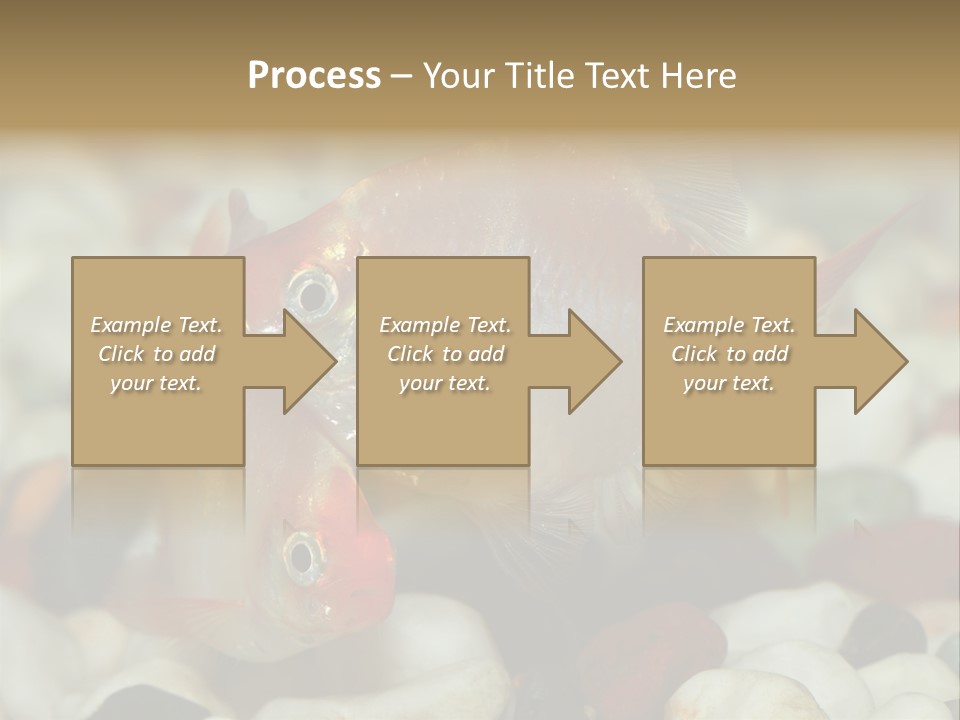 A Couple Of Gold Fish Sitting On Top Of A Pile Of Rocks PowerPoint Template