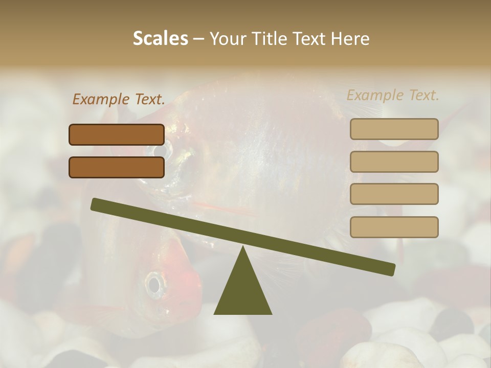 A Couple Of Gold Fish Sitting On Top Of A Pile Of Rocks PowerPoint Template