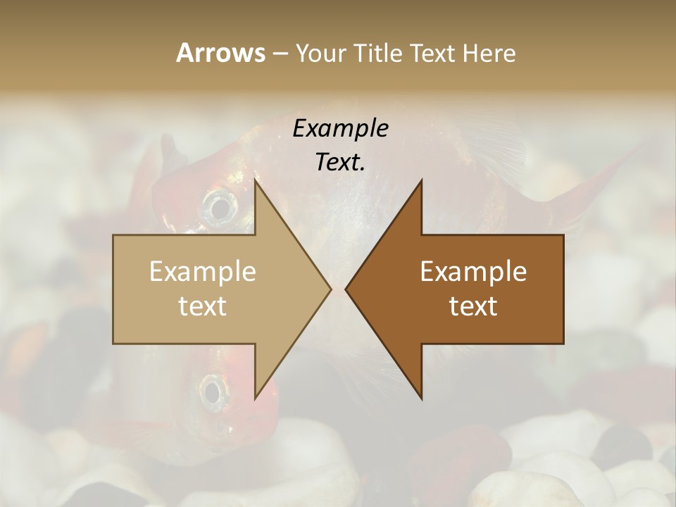 A Couple Of Gold Fish Sitting On Top Of A Pile Of Rocks PowerPoint Template