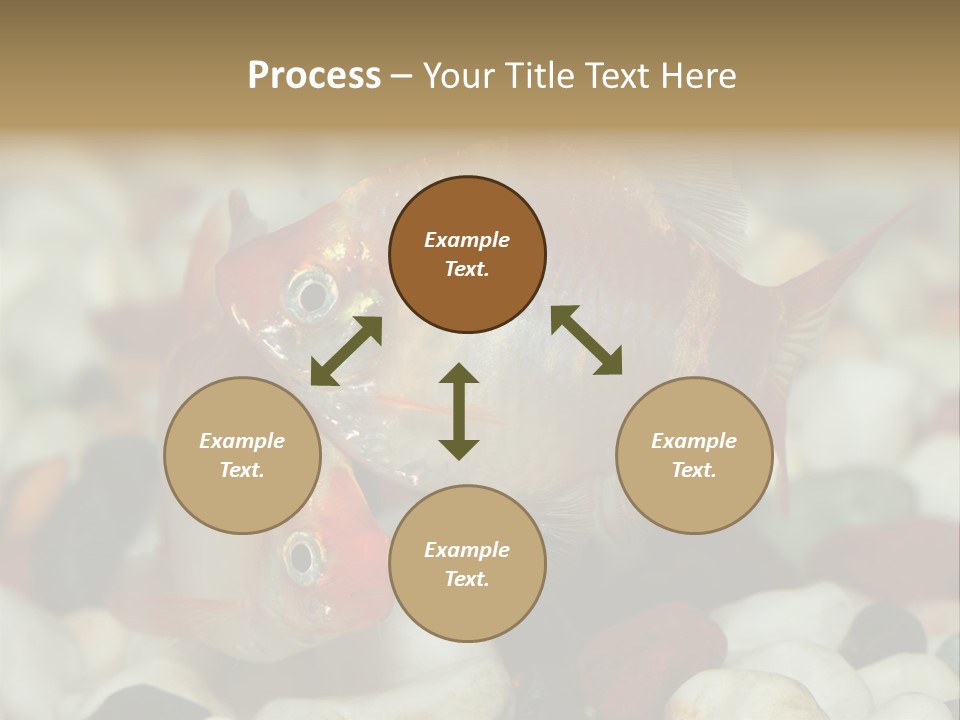 A Couple Of Gold Fish Sitting On Top Of A Pile Of Rocks PowerPoint Template