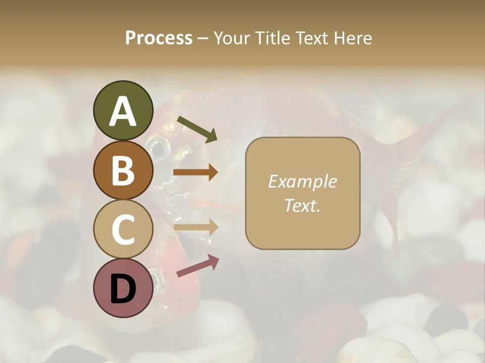 A Couple Of Gold Fish Sitting On Top Of A Pile Of Rocks PowerPoint Template