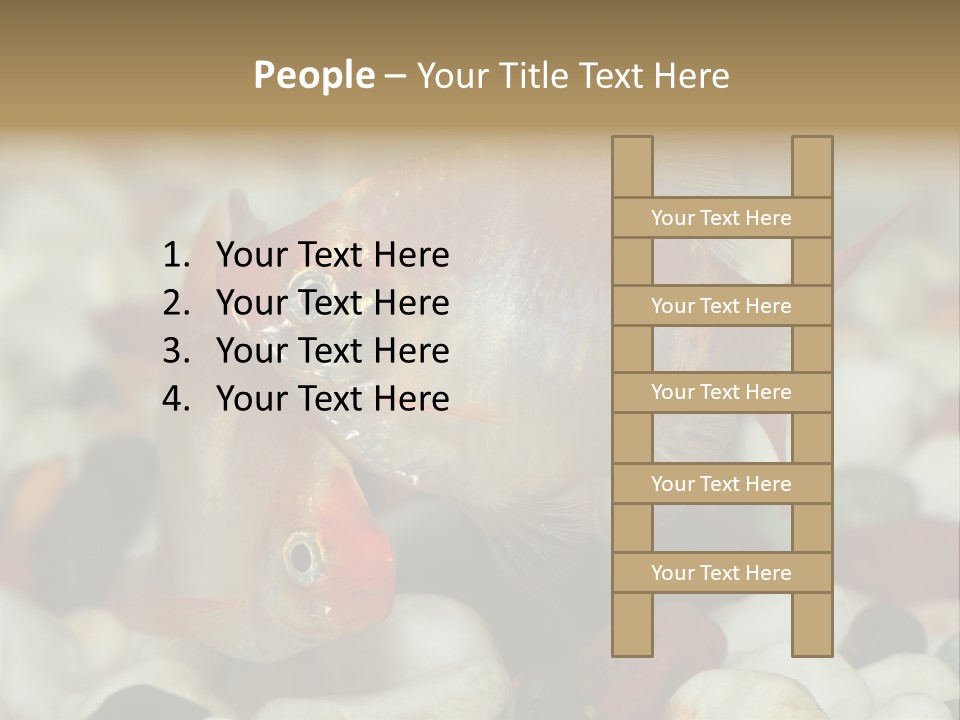 A Couple Of Gold Fish Sitting On Top Of A Pile Of Rocks PowerPoint Template