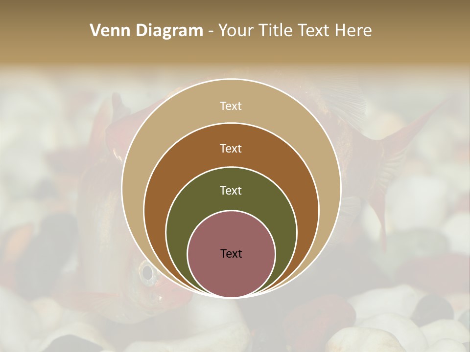 A Couple Of Gold Fish Sitting On Top Of A Pile Of Rocks PowerPoint Template