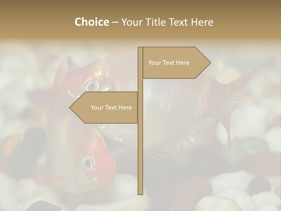 A Couple Of Gold Fish Sitting On Top Of A Pile Of Rocks PowerPoint Template