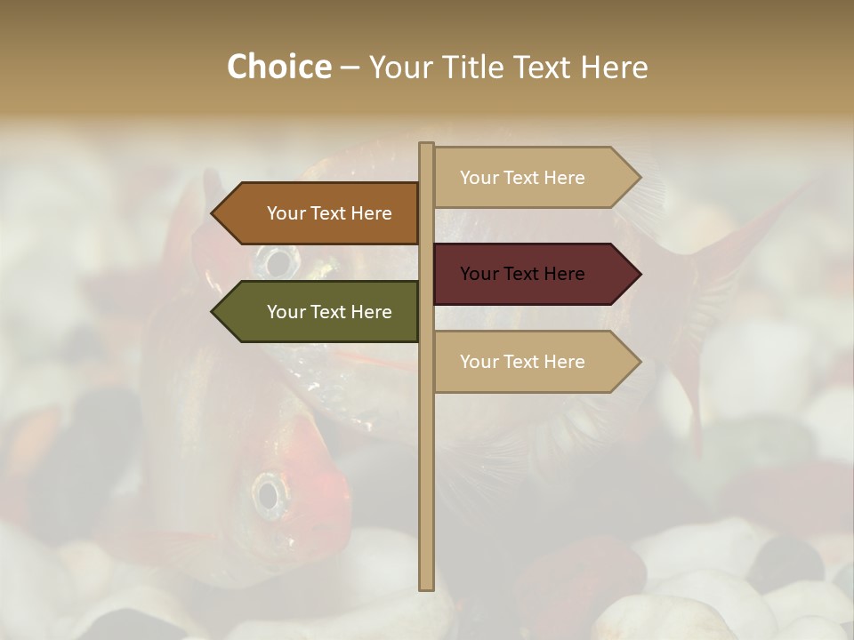 A Couple Of Gold Fish Sitting On Top Of A Pile Of Rocks PowerPoint Template