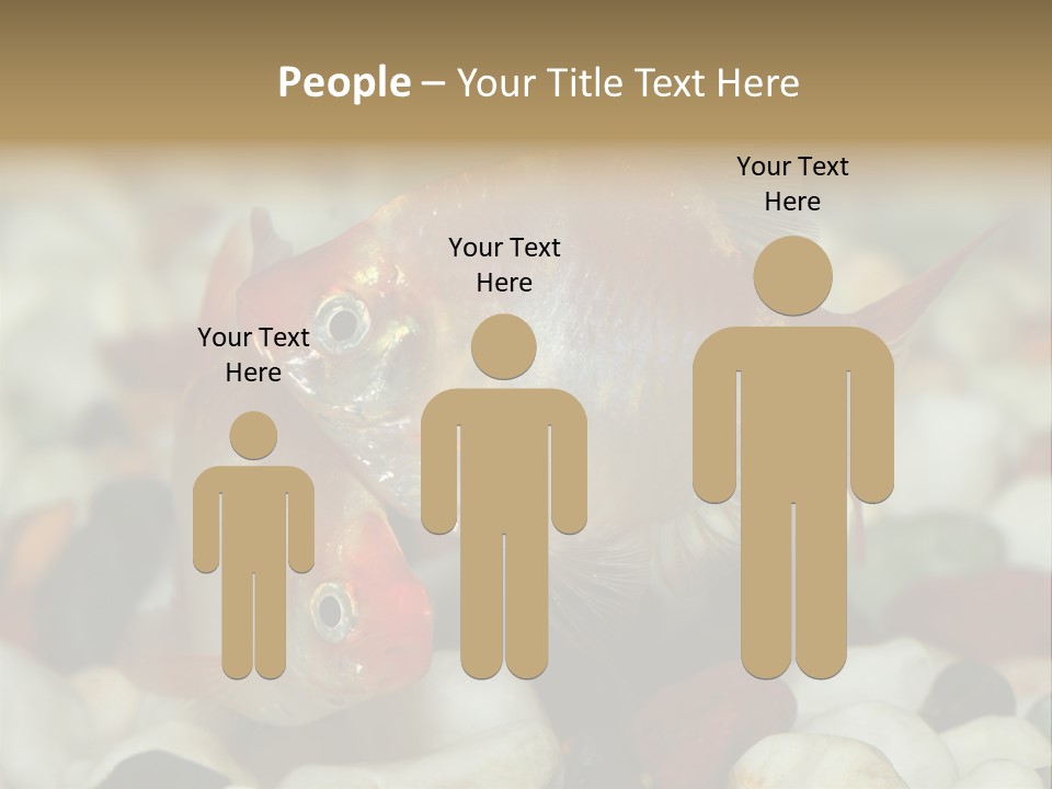 A Couple Of Gold Fish Sitting On Top Of A Pile Of Rocks PowerPoint Template