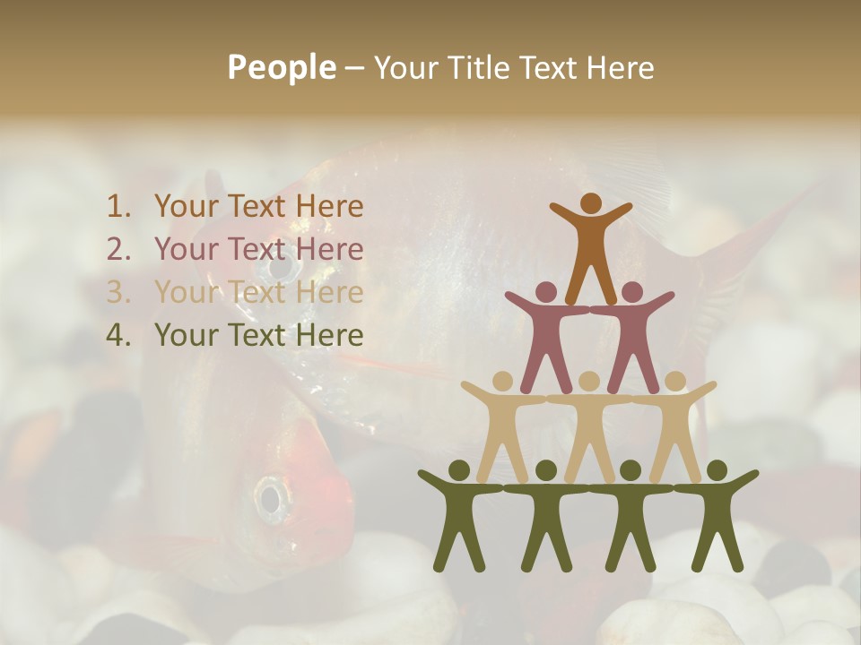 A Couple Of Gold Fish Sitting On Top Of A Pile Of Rocks PowerPoint Template