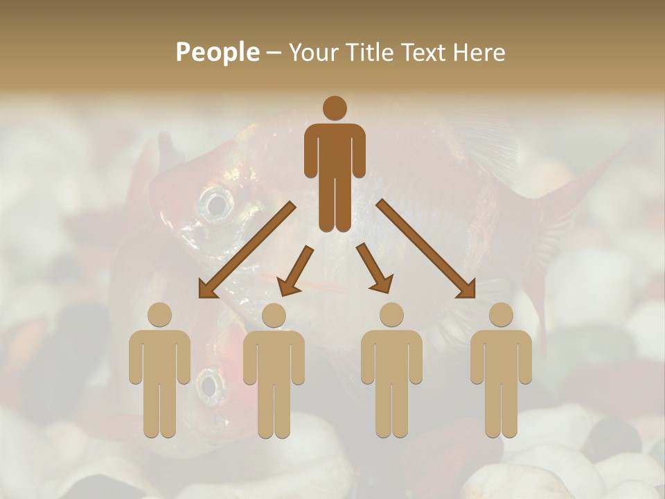 A Couple Of Gold Fish Sitting On Top Of A Pile Of Rocks PowerPoint Template