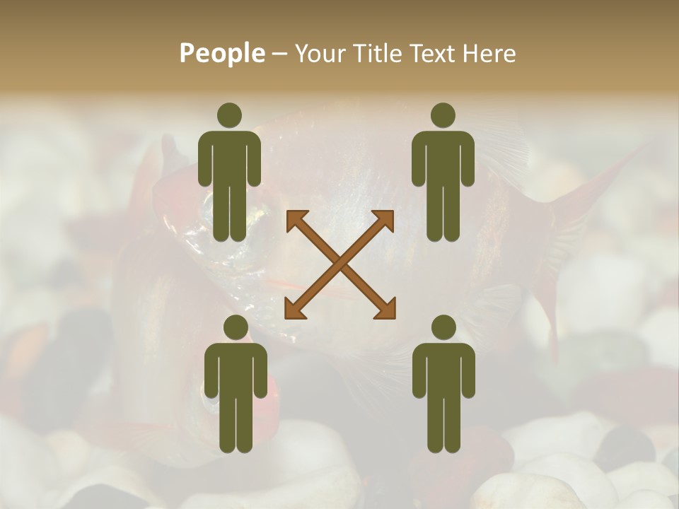 A Couple Of Gold Fish Sitting On Top Of A Pile Of Rocks PowerPoint Template