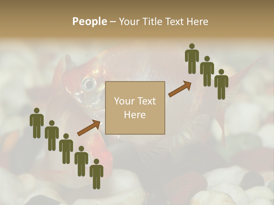 A Couple Of Gold Fish Sitting On Top Of A Pile Of Rocks PowerPoint Template