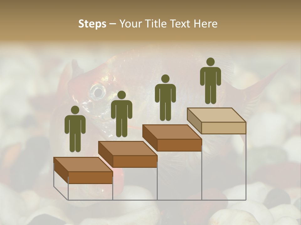 A Couple Of Gold Fish Sitting On Top Of A Pile Of Rocks PowerPoint Template