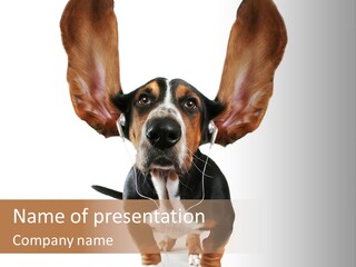 Vet Canine Mammal PowerPoint Template