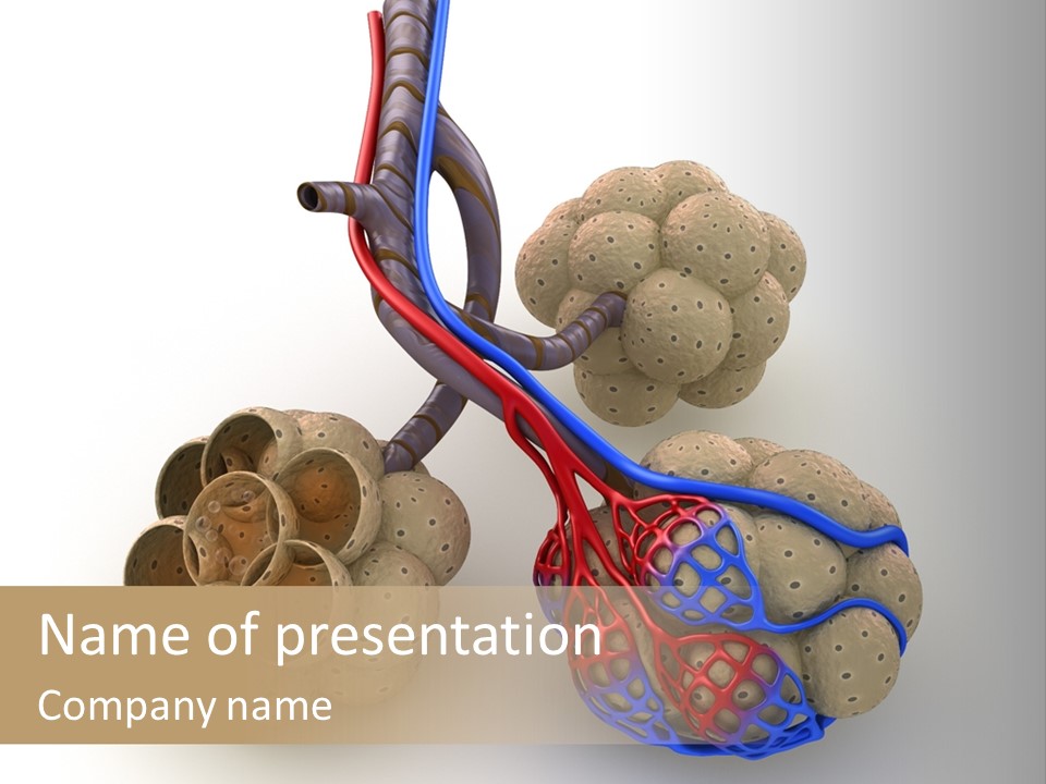 Vein Blood Venous PowerPoint Template