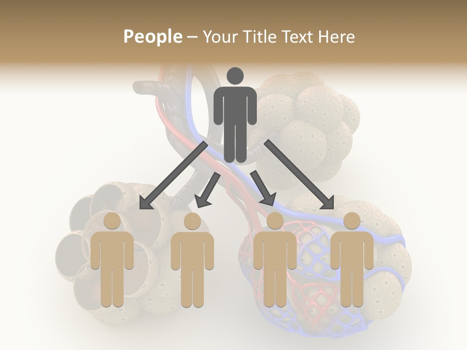 Vein Blood Venous PowerPoint Template