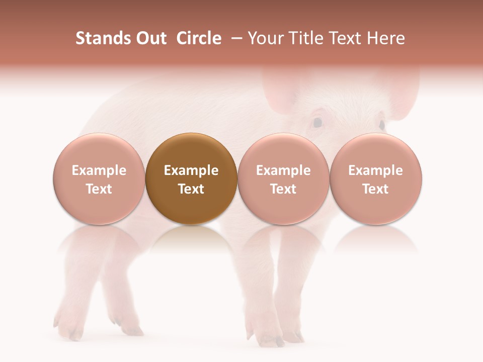 Animals Cattle Image PowerPoint Template