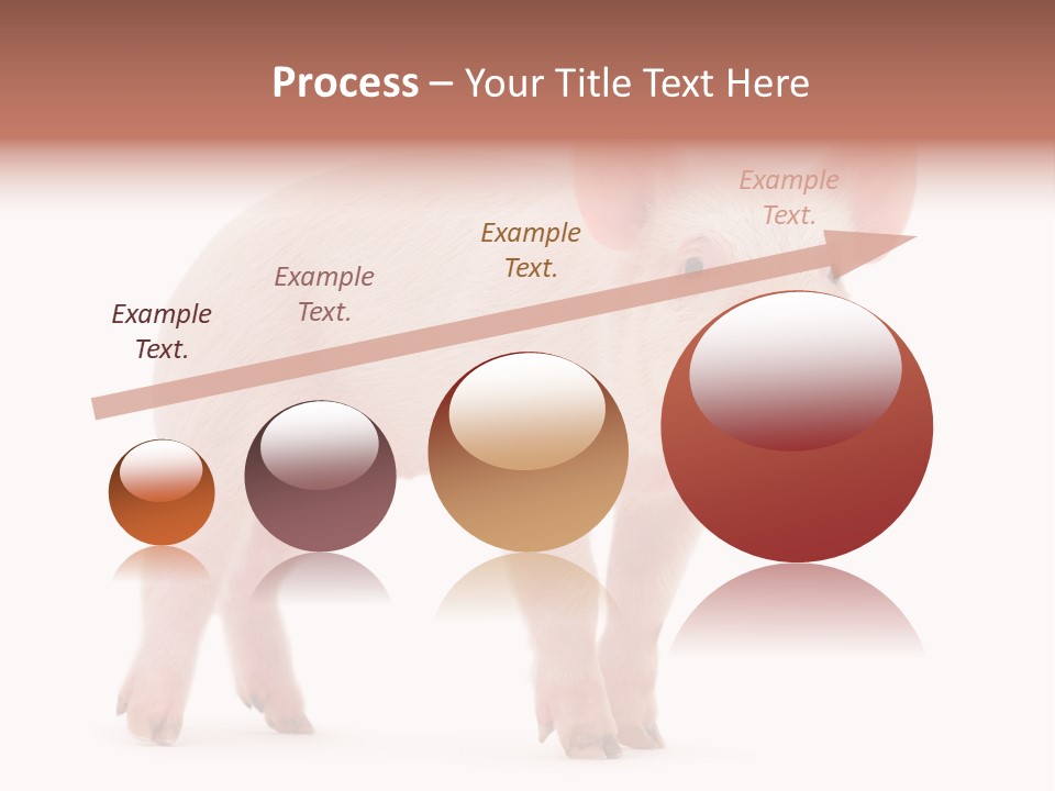 Animals Cattle Image PowerPoint Template