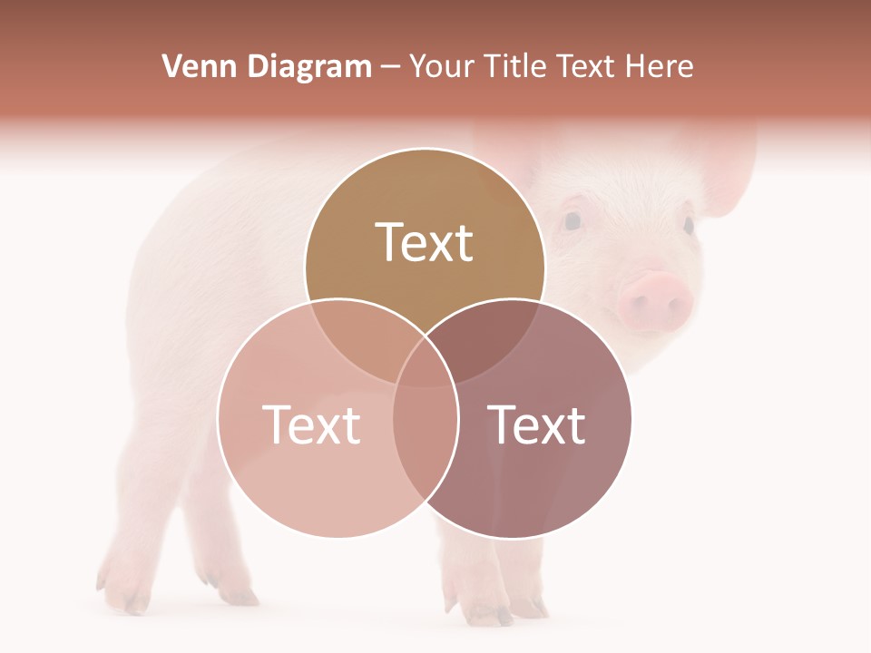 Animals Cattle Image PowerPoint Template