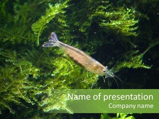 Underwater Aquarium Dinner PowerPoint Template