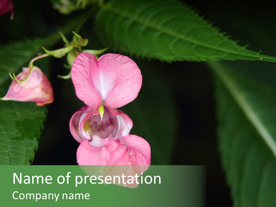 Botanical Leafs Purple PowerPoint Template