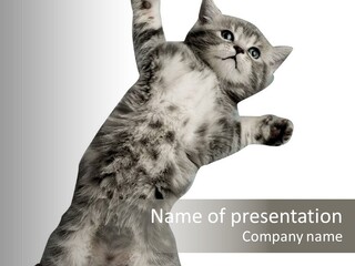 Juvenile Fullblooded Little PowerPoint Template