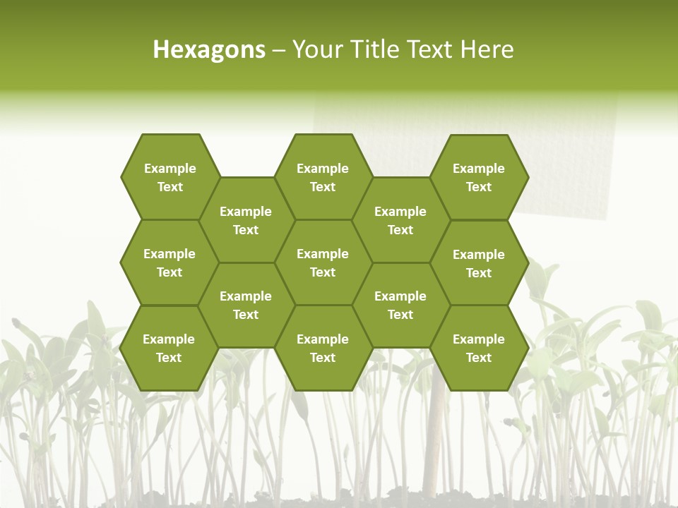 Seed Food Sign PowerPoint Template