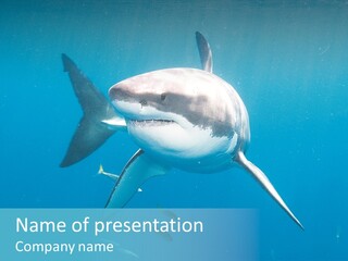 Marine Carcharodon Undersea PowerPoint Template