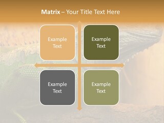 Glass Wild Wildlife PowerPoint Template