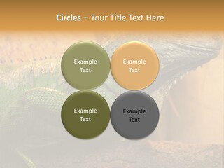 Glass Wild Wildlife PowerPoint Template