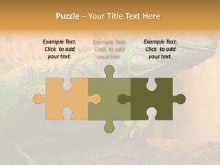 Glass Wild Wildlife PowerPoint Template