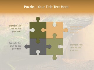 Glass Wild Wildlife PowerPoint Template