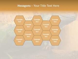 Glass Wild Wildlife PowerPoint Template