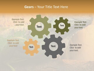 Glass Wild Wildlife PowerPoint Template