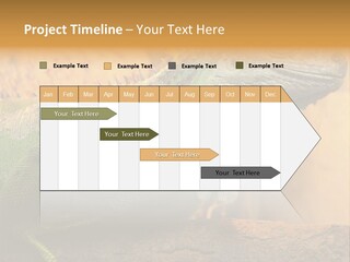 Glass Wild Wildlife PowerPoint Template