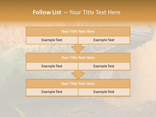 Glass Wild Wildlife PowerPoint Template