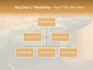 Glass Wild Wildlife PowerPoint Template