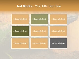 Glass Wild Wildlife PowerPoint Template