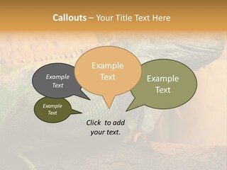 Glass Wild Wildlife PowerPoint Template