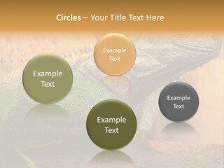 Glass Wild Wildlife PowerPoint Template