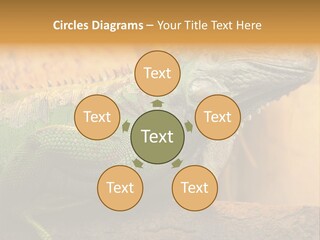 Glass Wild Wildlife PowerPoint Template