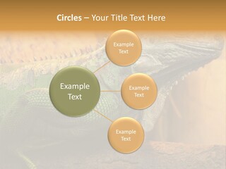 Glass Wild Wildlife PowerPoint Template