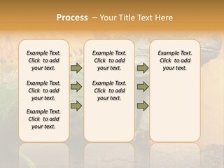 Glass Wild Wildlife PowerPoint Template