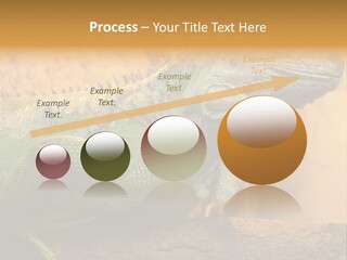 Glass Wild Wildlife PowerPoint Template